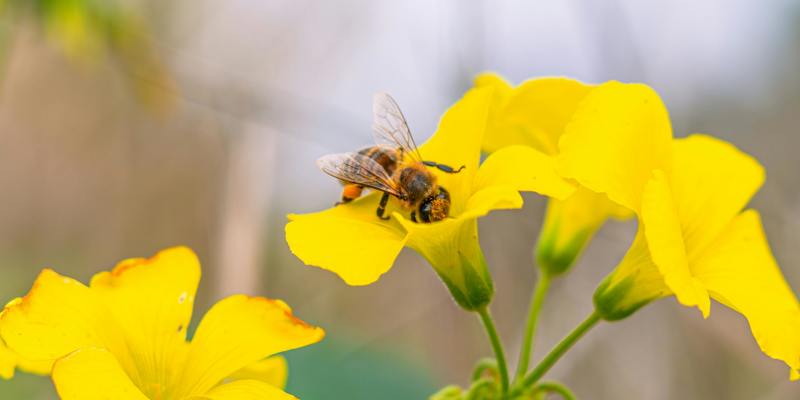 BEE Community Grant Scheme