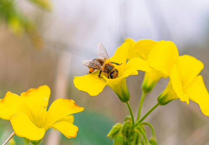 BEE Community Grant Scheme